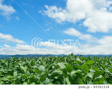 9月上旬、成長した大豆の葉と青空・雲の風景 長野県松本市 84581318