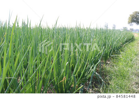 green colored onion leaf farm on field for harvest 84581448