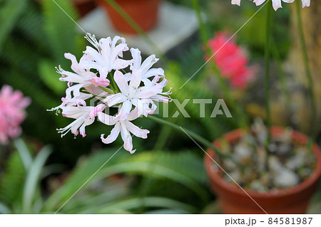 ネリネの花 ダイヤモンドリリー ネリネの花 ダイヤモンドリリー 84581987