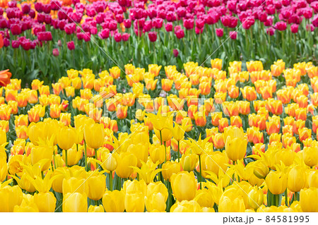 チューリップの花 84581995