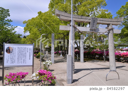 熊野神社(ツツジと新緑の参道) 84582297