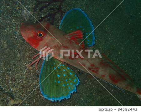 ホウボウ 84582443