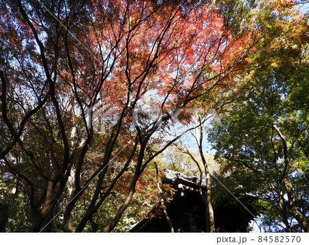 妙本寺　Myohonji temple 84582570