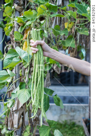 woman hands picking green Lentil in vegetable garden woman hands picking green Lentil in vegetable garden 84582901