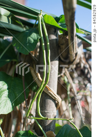 Lentil plant creep in the garden Lentil plant creep in the garden 84582929