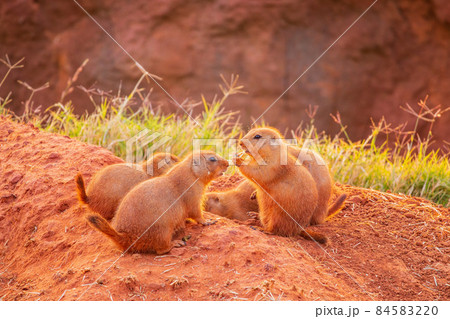 Close up shot of Prairie dog family Close up shot of Prairie dog family 84583220