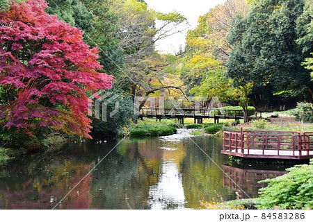 神奈川県相模原市 道保川公園水鳥の池と紅葉 神奈川県相模原市 道保川公園水鳥の池と紅葉 84583286