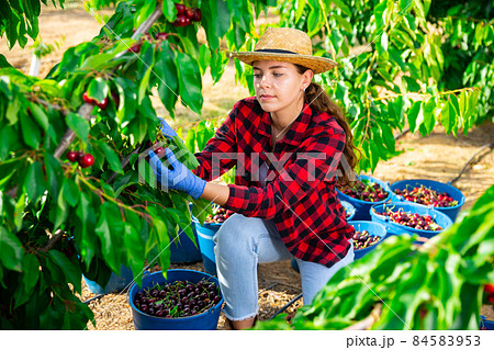 Portrait of a focused farmer girl, plucking cherries from a tree 84583953