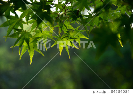 新緑 84584084