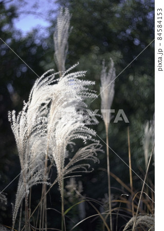 晴れた武蔵野の雑木林の晩秋　ススキの穂 84584153