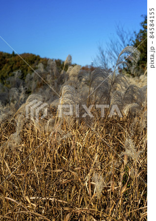 晴れた武蔵野の雑木林の晩秋　ススキの穂 84584155