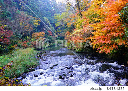 鶴仙渓の紅葉 鶴仙渓の紅葉 84584825