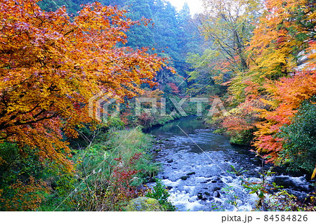 鶴仙渓の紅葉 鶴仙渓の紅葉 84584826