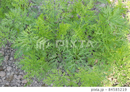 green colored carrot farm on field for harvest 84585219