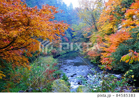 鶴仙渓の紅葉 84585383
