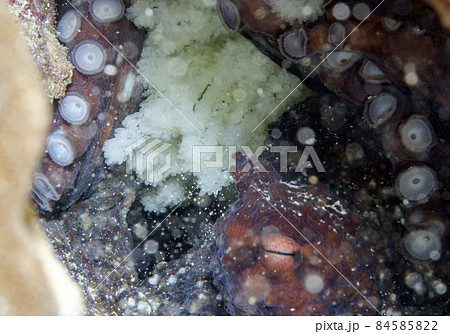 ワモンダコの抱卵・沖縄本島.4 84585822