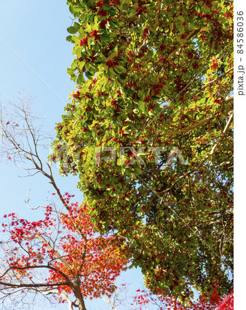 赤い実をつけたクロガネモチの木 赤い実をつけたクロガネモチの木 84586036