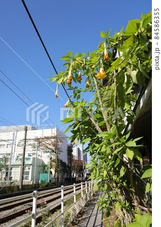 東京都荒川区の都電荒川線の沿線風景 東京都荒川区の都電荒川線の沿線風景 84586355