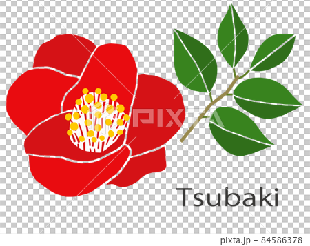 Camellia flower illustration Camellia flower illustration 84586378