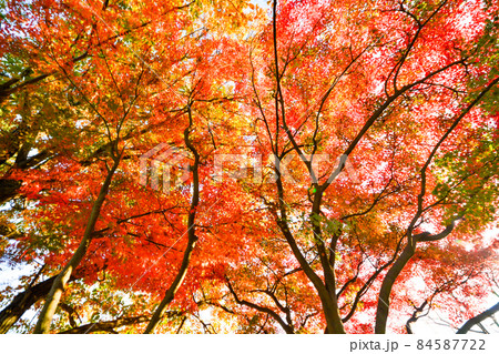 鮮やかな紅葉 84587722