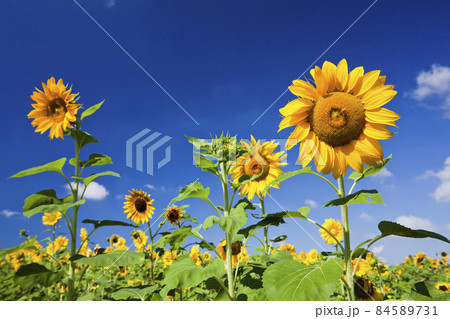 Close-up of yellow sunflower field with the blue sky background 84589731