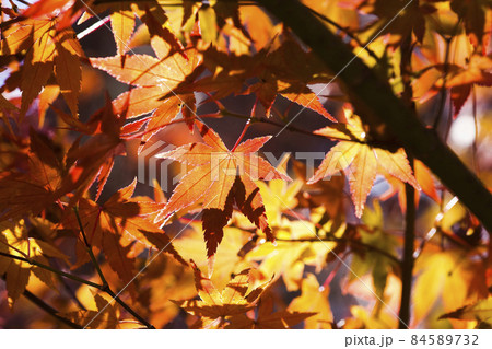 Close-up brilliant orange maple leaves on the maple tree Close-up brilliant orange maple leaves on the maple tree 84589732