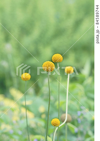 グラスペディアの写真素材