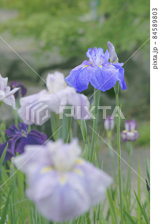 花菖蒲 花菖蒲 84589803