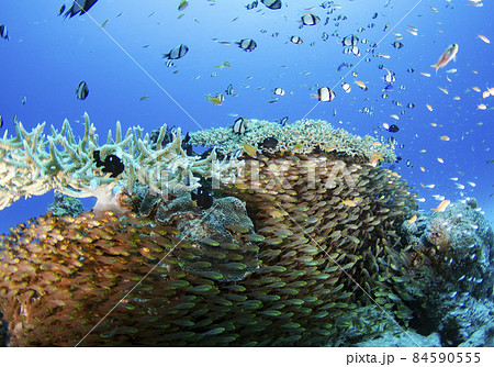 沖縄・水納島・魚の群れ・キンメモドキの群れ.4 84590555