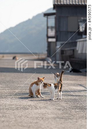 沢山の猫たち 佐柳島 沢山の猫たち 佐柳島 84590575