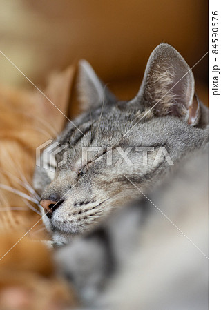 仲良く眠る 仲良く眠る 84590576