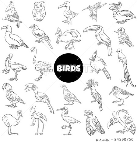 black and white cartoon birds species animal characters big set 84590750
