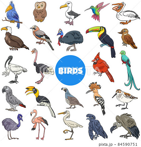 cartoon birds species animal characters big set 84590751