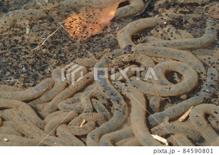 アズマヒキガエルの卵 84590801