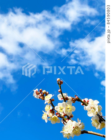 青空と雲を背景にクローズアップした白色の梅の花と枝が映える早春の写真2 84590803