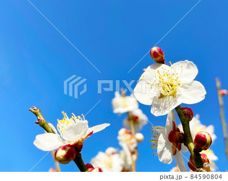 快晴の青空を背景にクローズアップした白色の梅の花と枝が映える早春の写真1 84590804