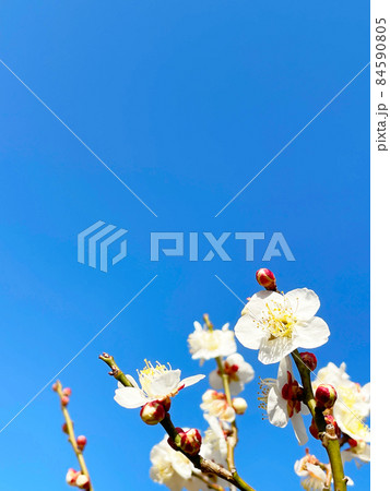 快晴の青空を背景にクローズアップした白色の梅の花と枝が映える早春の写真2 84590805