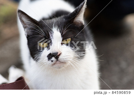 可愛い猫 黒白猫の写真素材