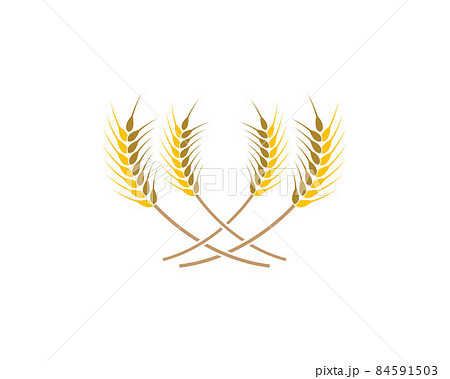 Wheat vector icon Wheat vector icon 84591503