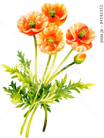 ナガミヒナゲシのイラスト　春の草花、雑草　手描きの水彩イラスト 84592352