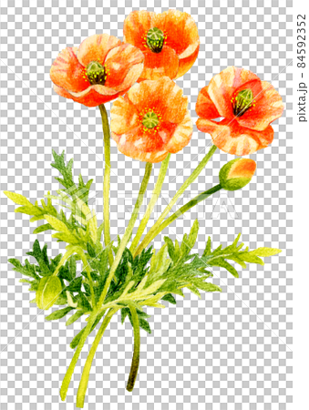 ナガミヒナゲシのイラスト　春の草花、雑草　手描きの水彩イラスト 84592352