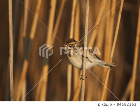 Females of common reed bunting Females of common reed bunting 84592363