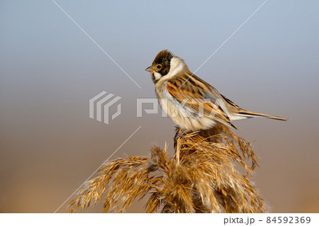 Male common reed bunting (Emberiza schoeniclus) in winter plumage Male common reed bunting (Emberiza schoeniclus) in winter plumage 84592369