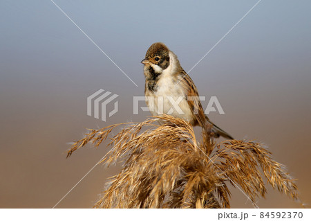 Male common reed bunting (Emberiza schoeniclus) in winter plumage Male common reed bunting (Emberiza schoeniclus) in winter plumage 84592370