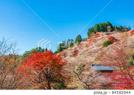 秋の小原の四季桜、紅葉と桜の共演〈愛知県豊田市〉 84592944