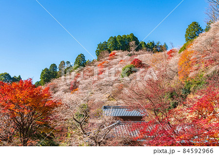 秋の小原の四季桜、紅葉と桜の共演〈愛知県豊田市〉 84592966