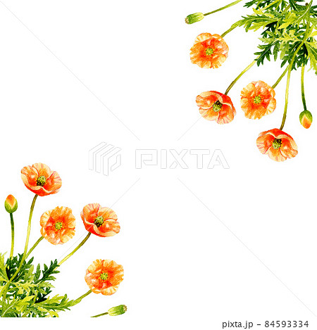 ナガミヒナゲシの背景素材　春の雑草、草花　手描き水彩イラスト 84593334