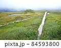 虎毛山山頂の高層湿原を渡る木道 84593800