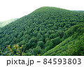 夏の虎毛山を登山道から見上げる 84593803