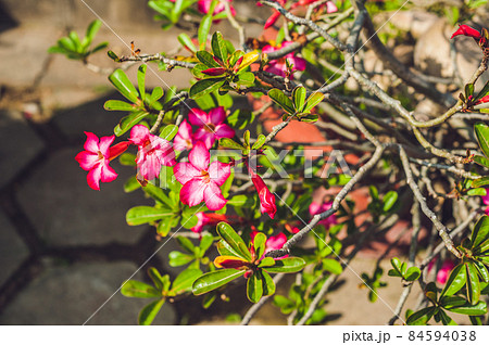 fragrant red flower Tropical flowers concept fragrant red flower Tropical flowers concept 84594038